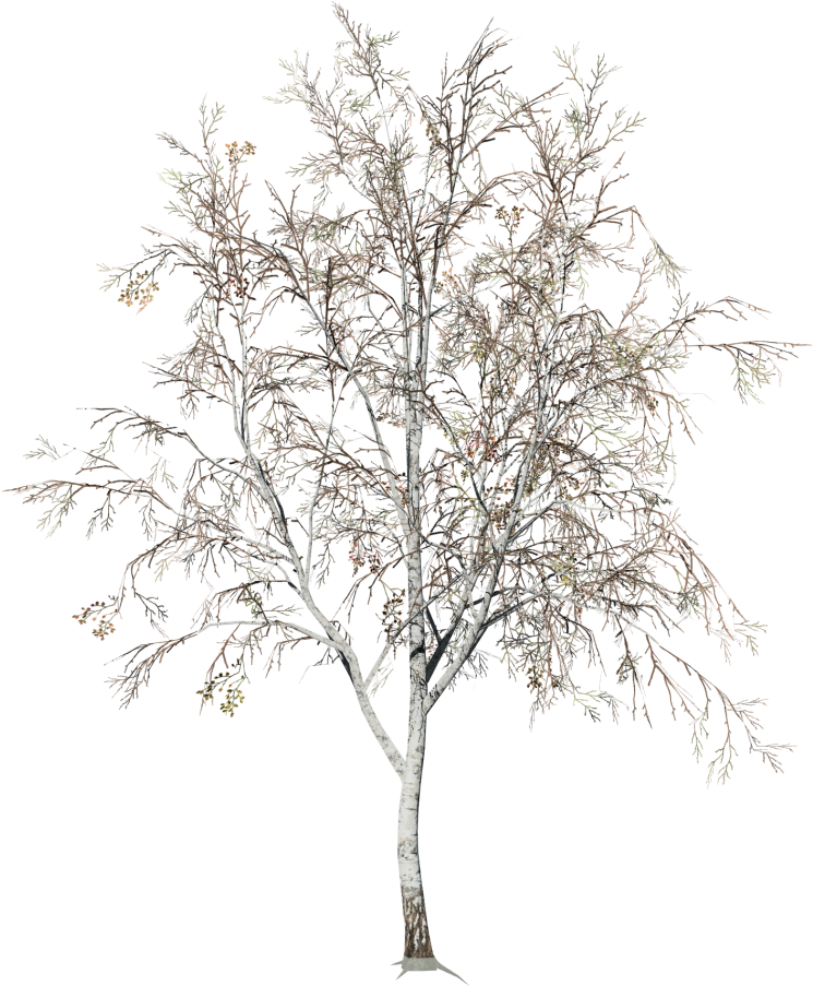 Winter Birch Tree Snowless Branches PNG image