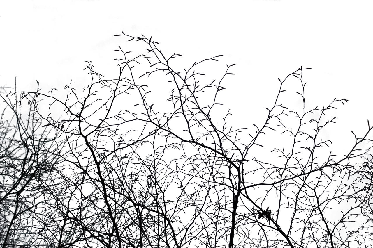 Winter Branches Silhouette.jpg PNG image