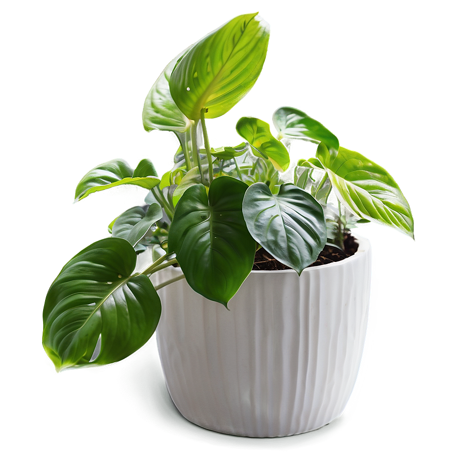 Winter Care For Indoor Pothos Png 06272024 PNG image