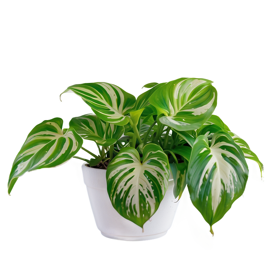 Winter Care For Indoor Pothos Png Jip97 PNG image