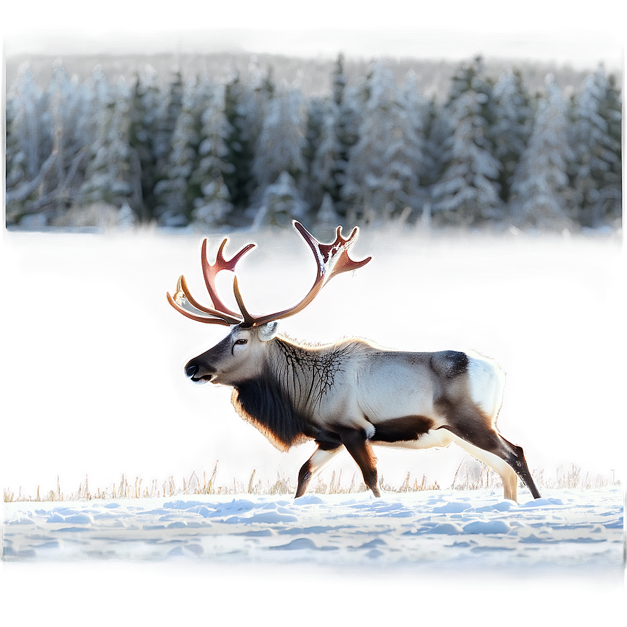 Winter Caribou Landscape Png 30 PNG image