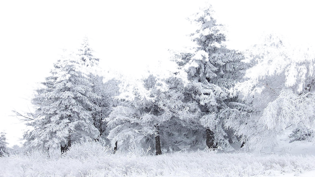 Winter_ Forest_ Snow_ Covered_ Trees PNG image