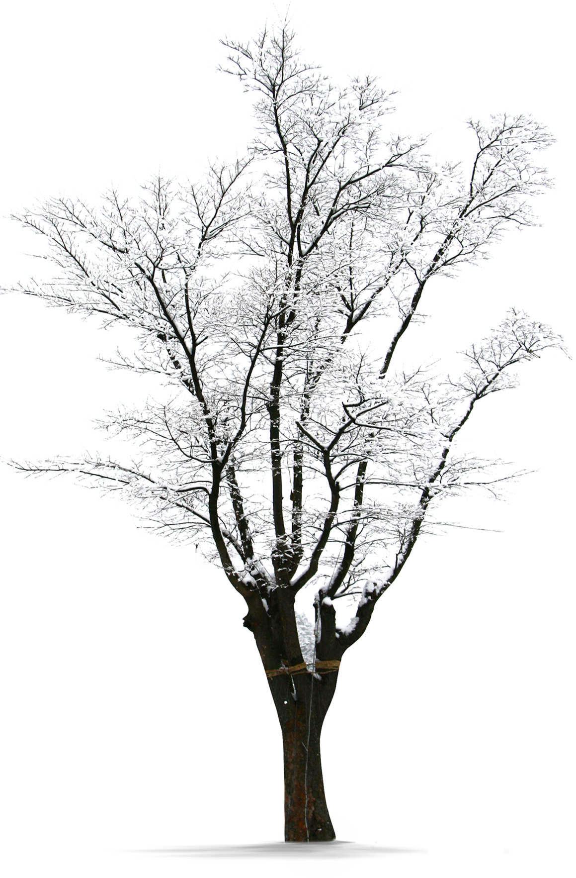 Winter Frosted Tree Silhouette PNG image