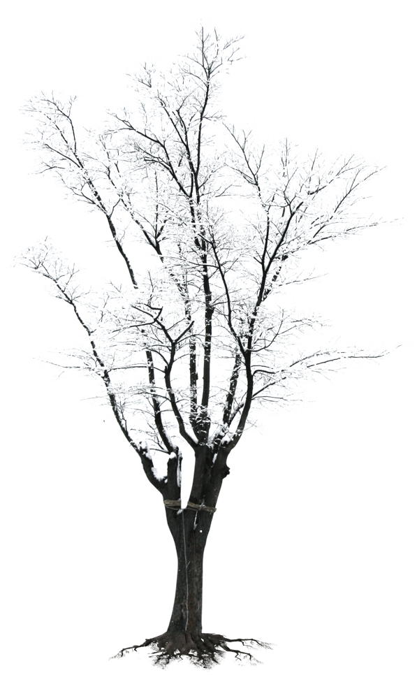 Winter Frosted Tree Silhouette.png PNG image