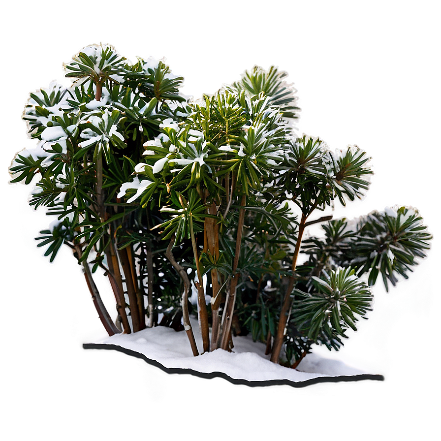 Winter Hardy Shrubs Png Vub76 PNG image