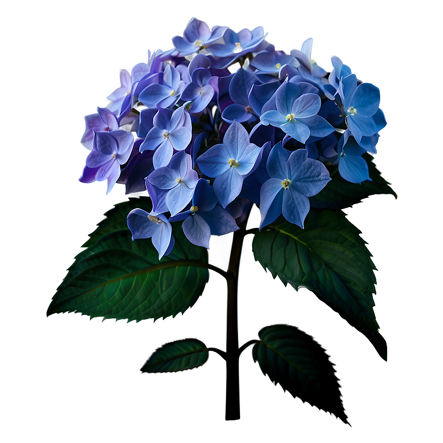 Winter Hydrangea Png 05242024 PNG image