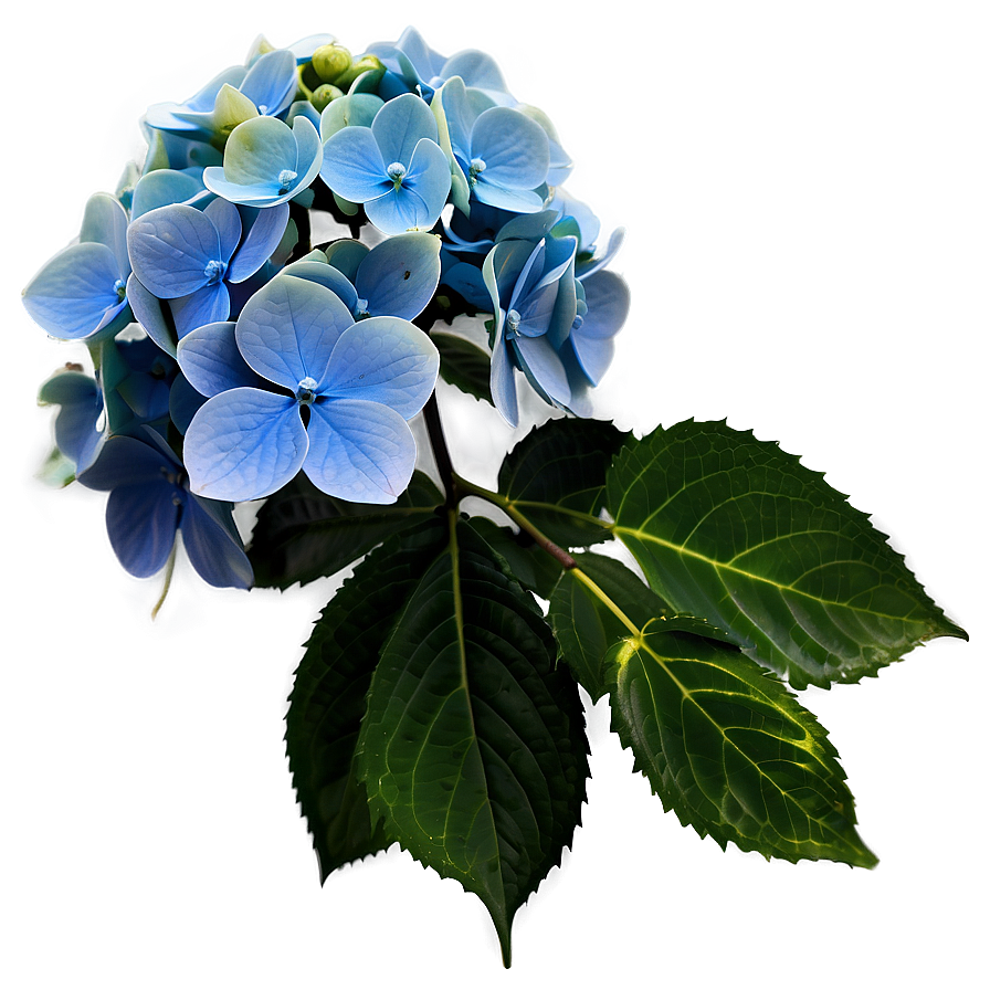 Winter Hydrangea Png 05242024 PNG image