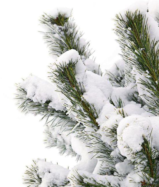 Winter Pine Branches Coveredin Snow PNG image