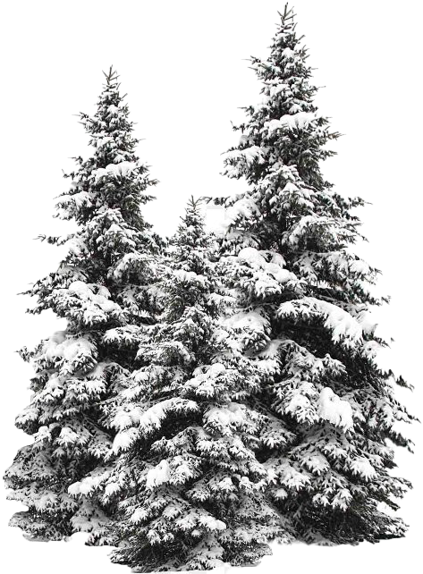 Winter Pine Trees Covered In Snow.png PNG image