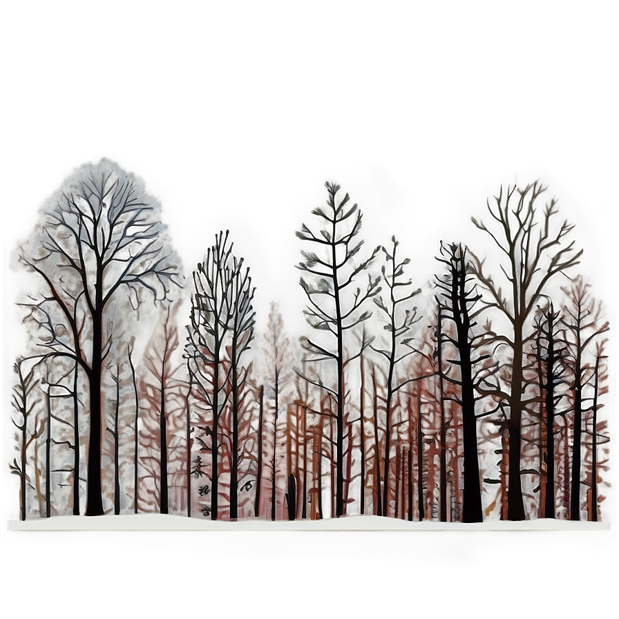 Winter Trees In Sunrise Glow Png 82 PNG image