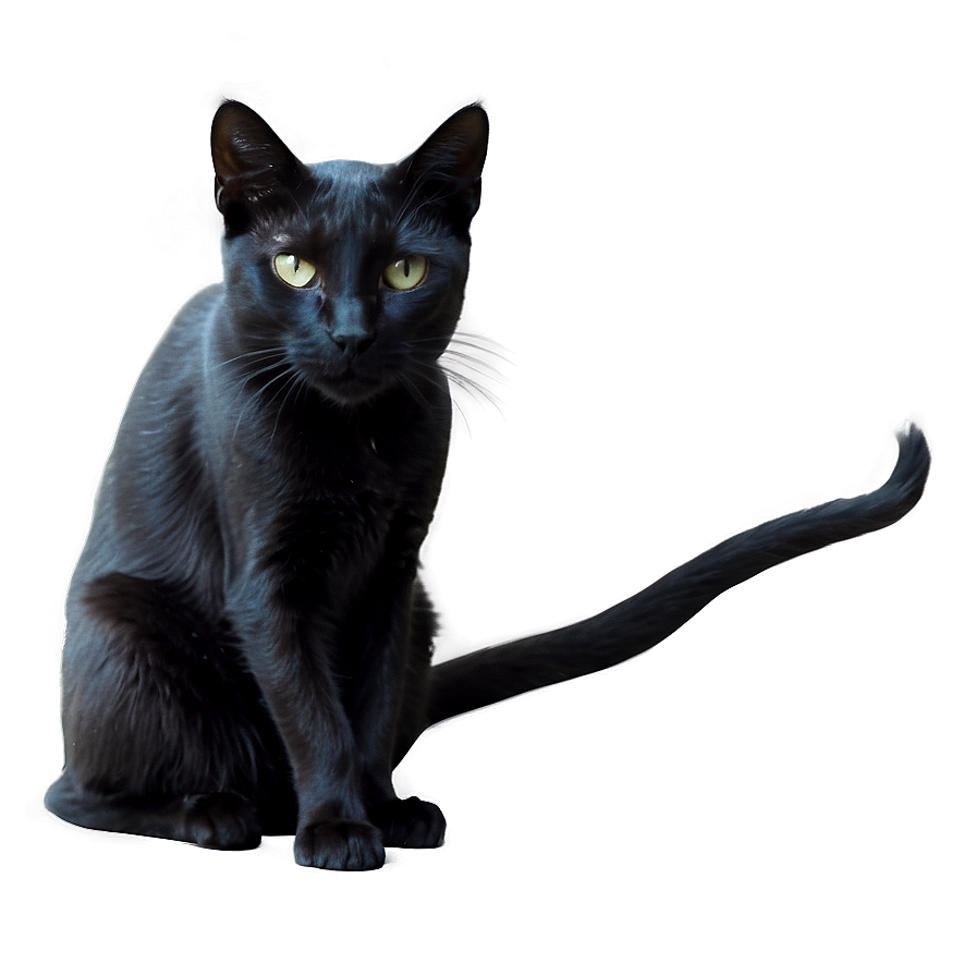 Witch Black Cat Png 05062024 PNG image