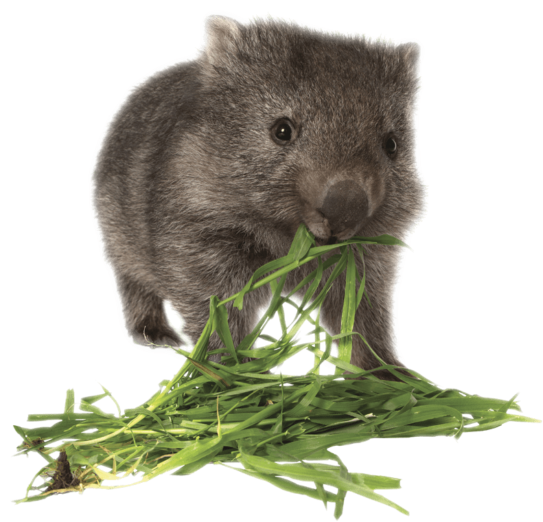 Wombat Eating Greens PNG image