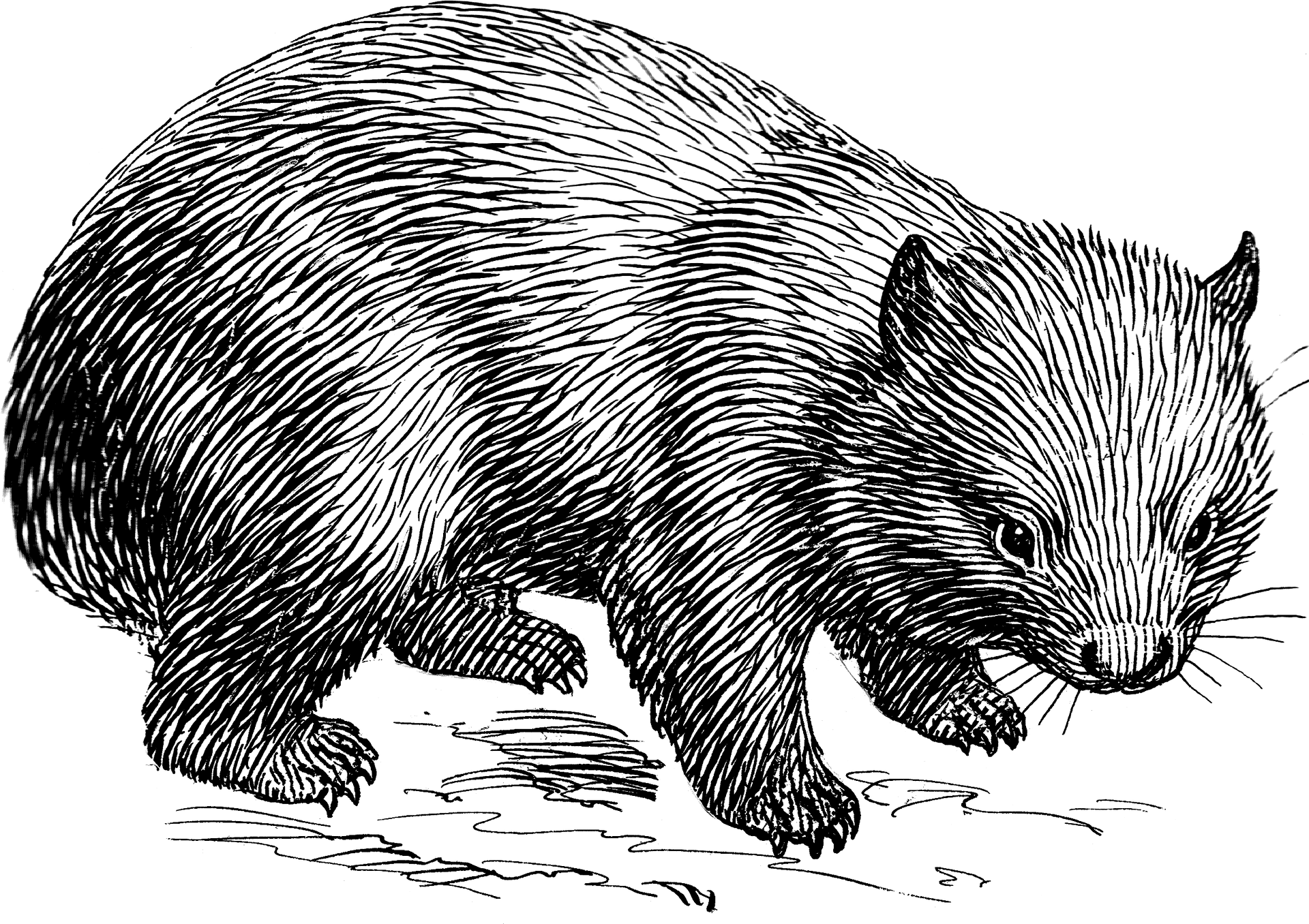 Wombat Illustration Blackand White PNG image