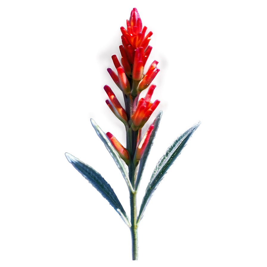 Wyoming State Flower Indian Paintbrush Png Dnu PNG image