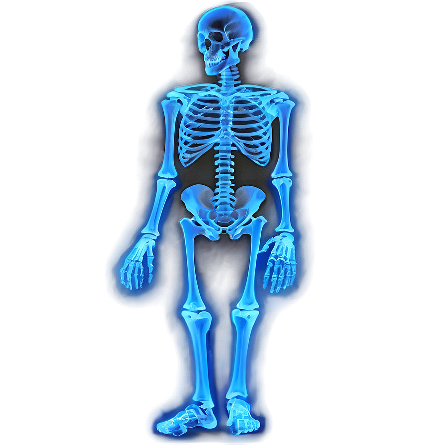 X Ray Skeleton Png 67 PNG image