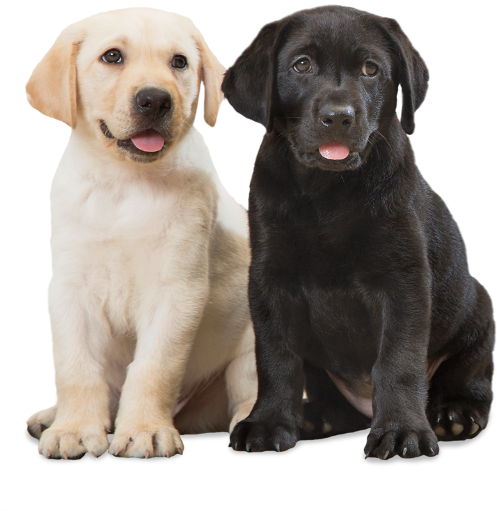 Yellow_and_ Black_ Labrador_ Puppies PNG image