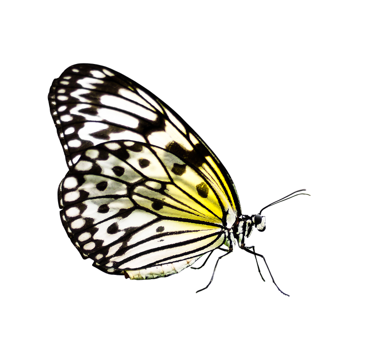 Yellow Black Patterned Butterfly PNG image