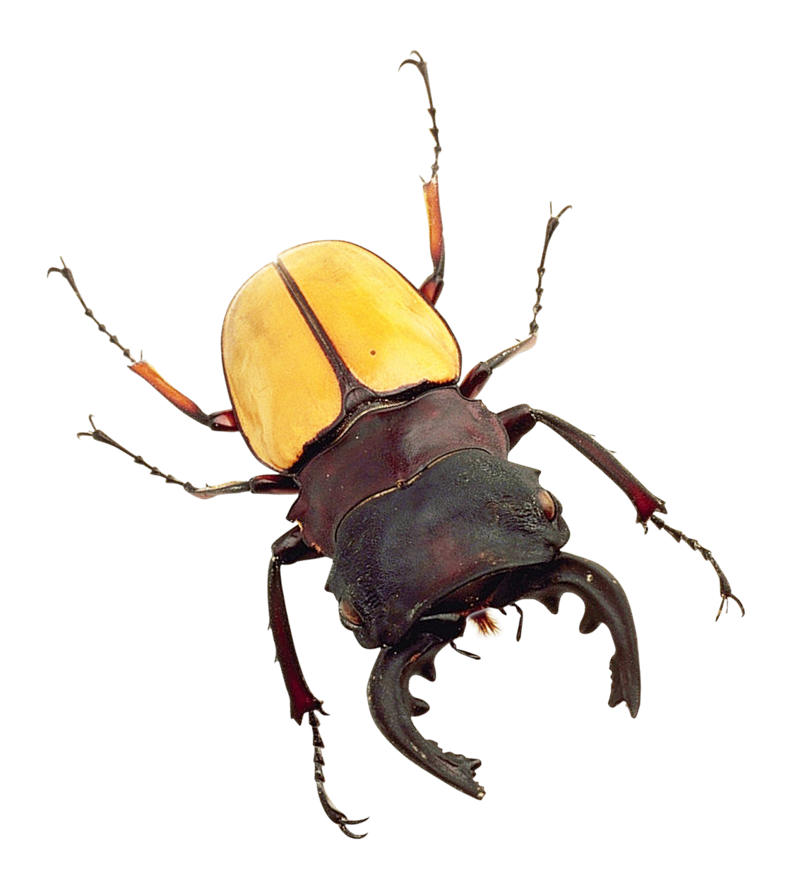 Yellow Black Stag Beetle PNG image