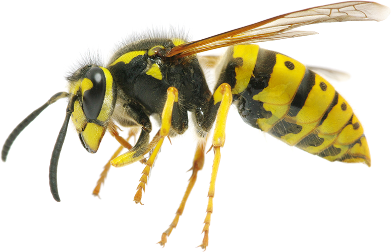 Yellow Black Wasp Side View.png PNG image