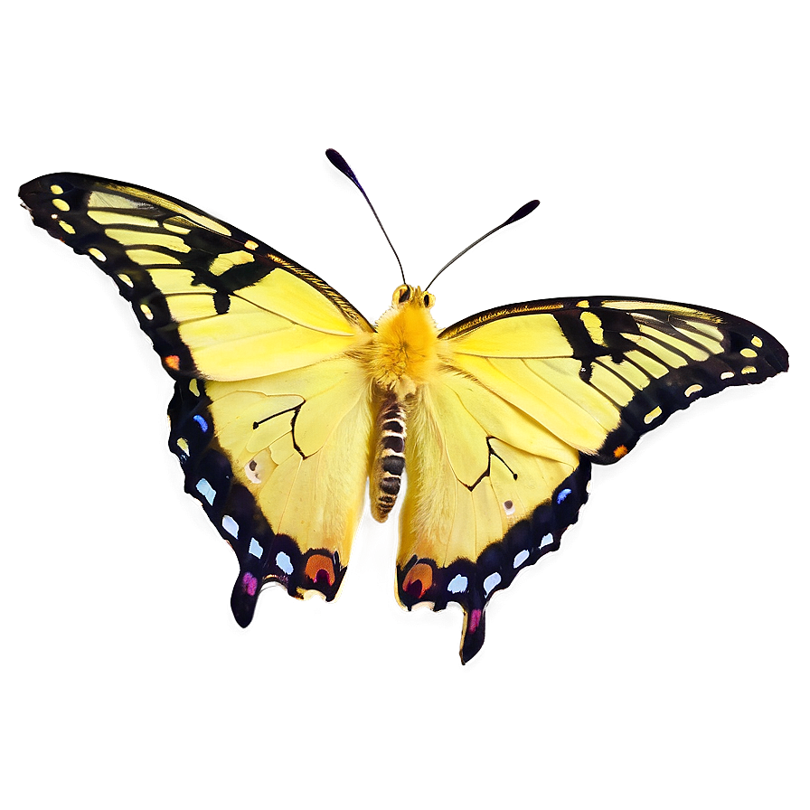 Yellow Butterfly Close-up Png 60 PNG image