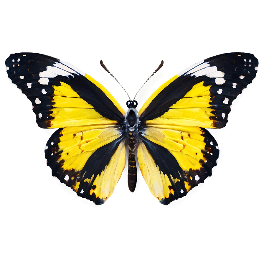 Yellow Butterfly D PNG image