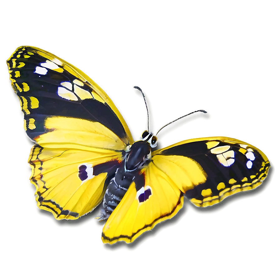 Yellow Butterfly Duo Png 81 PNG image