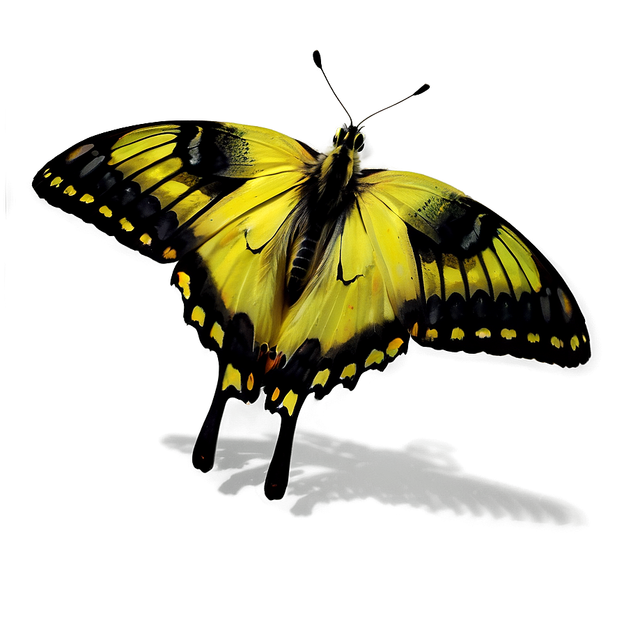 Yellow Butterfly With Shadow Png Jhp84 PNG image