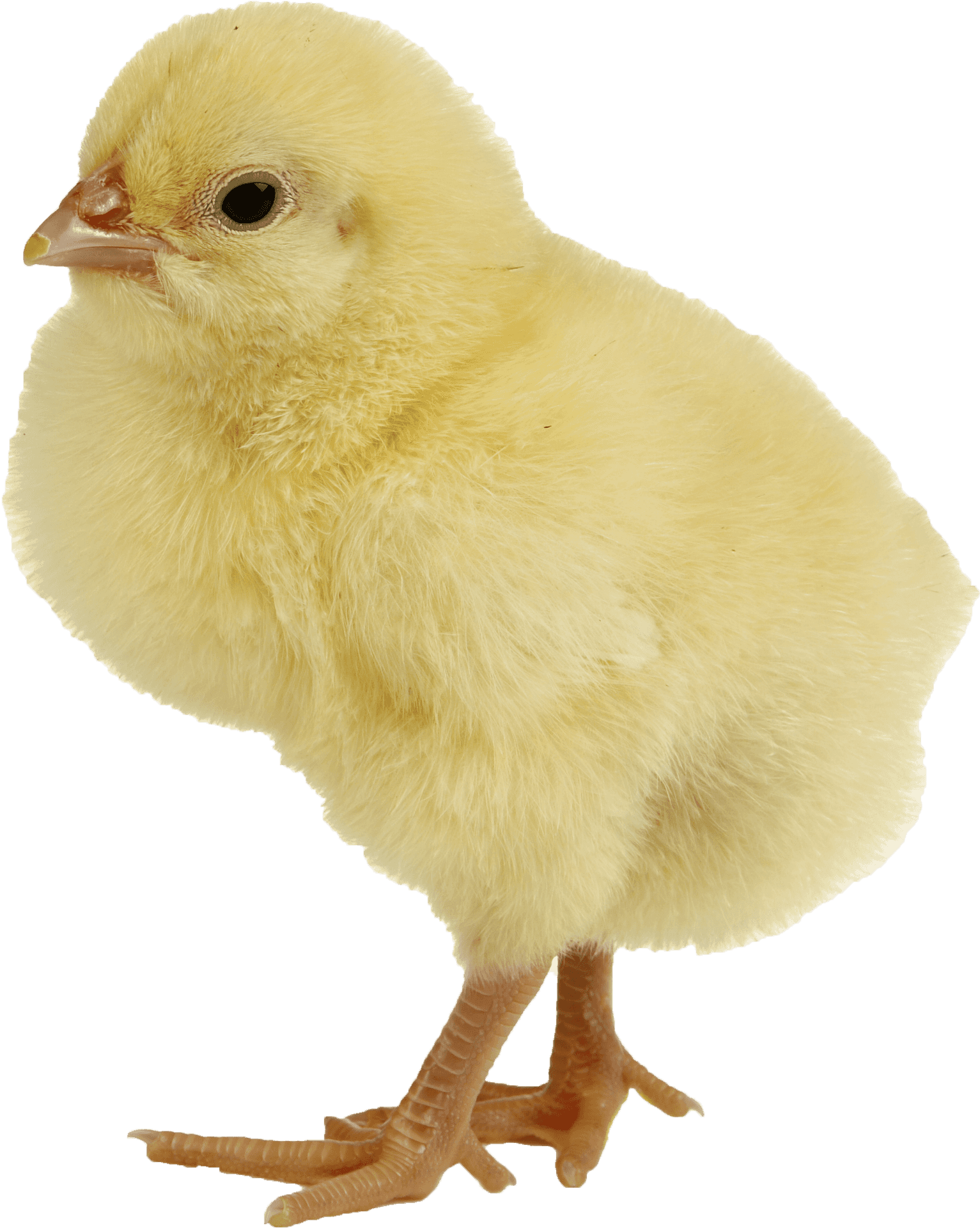 Yellow Chick Standing Isolated PNG image