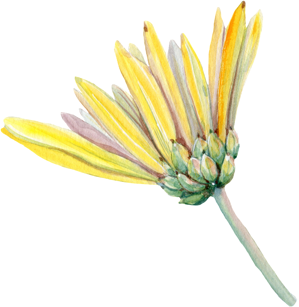 Yellow Chrysanthemum Watercolor PNG image