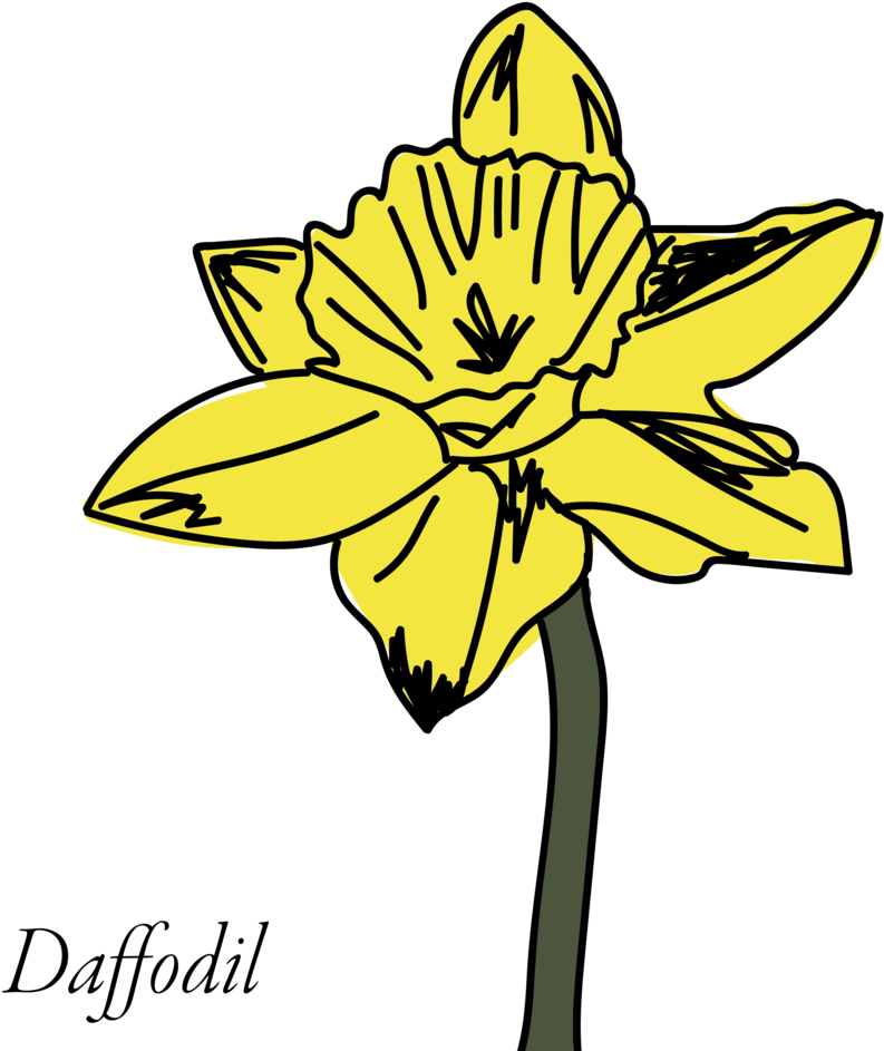 Yellow Daffodil Illustration PNG image