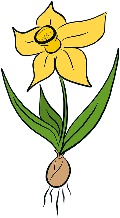 Yellow Daffodil Illustration PNG image
