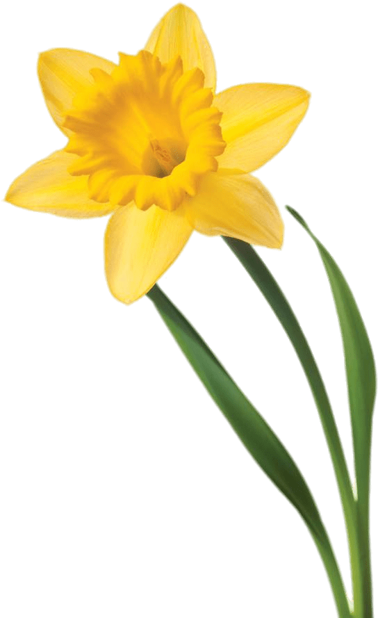 Yellow Daffodil Isolated Background PNG image