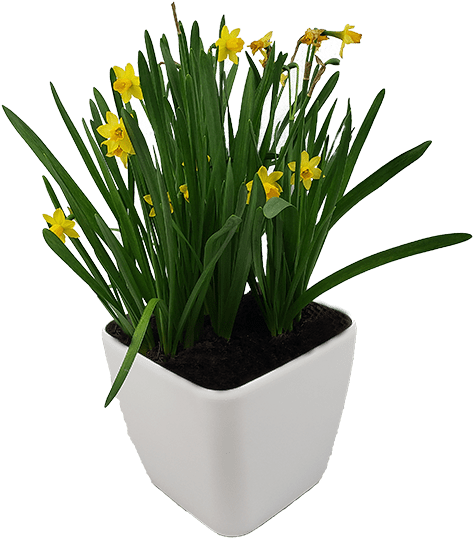 Yellow Daffodils White Planter PNG image