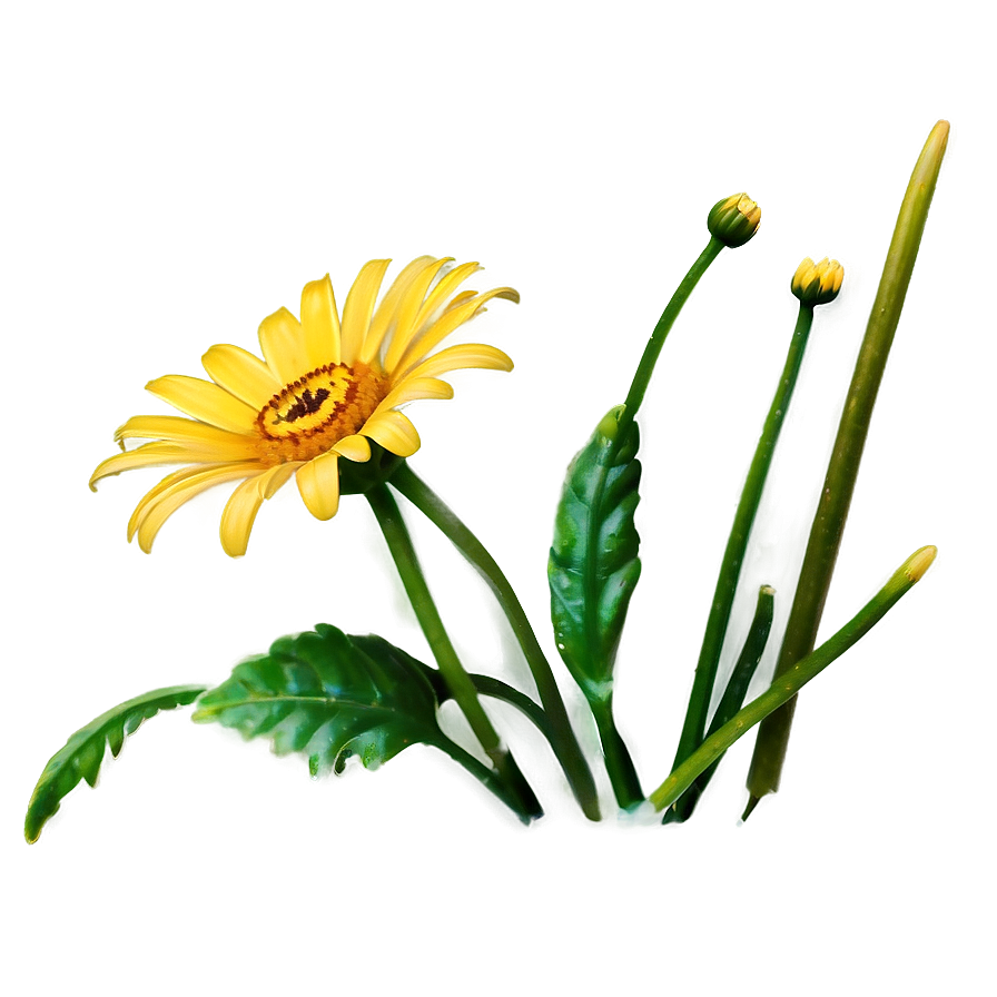 Yellow Daisy D PNG image