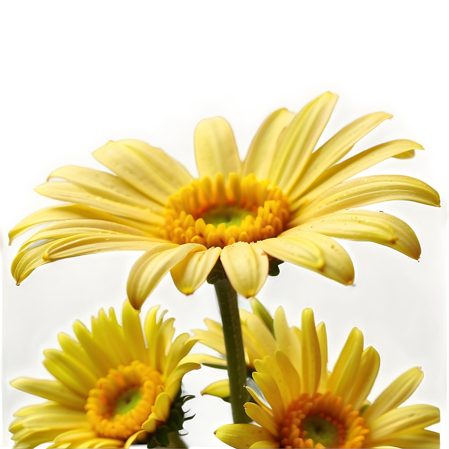 Yellow Daisy Petals Close-up Png Tyw PNG image