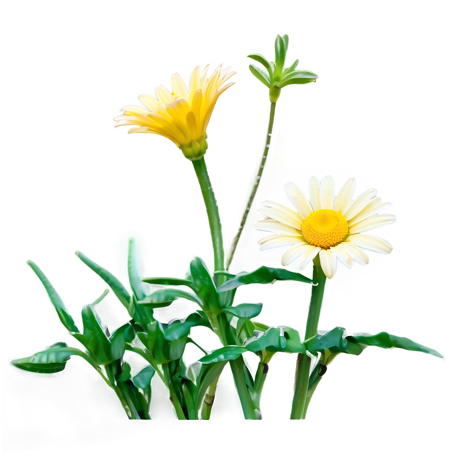Yellow Daisy Png 15 PNG image