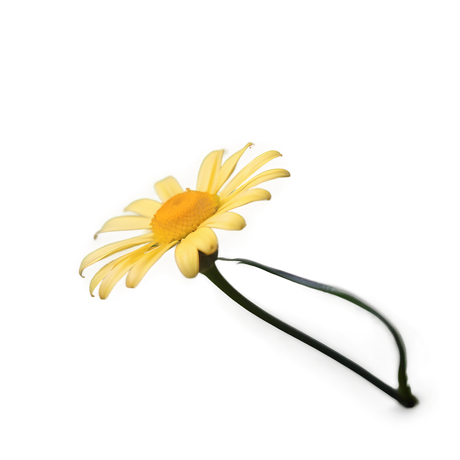 Yellow Daisy Soft Focus Png Cto PNG image