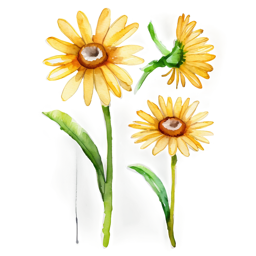 Yellow Daisy Watercolor Png 06292024 PNG image