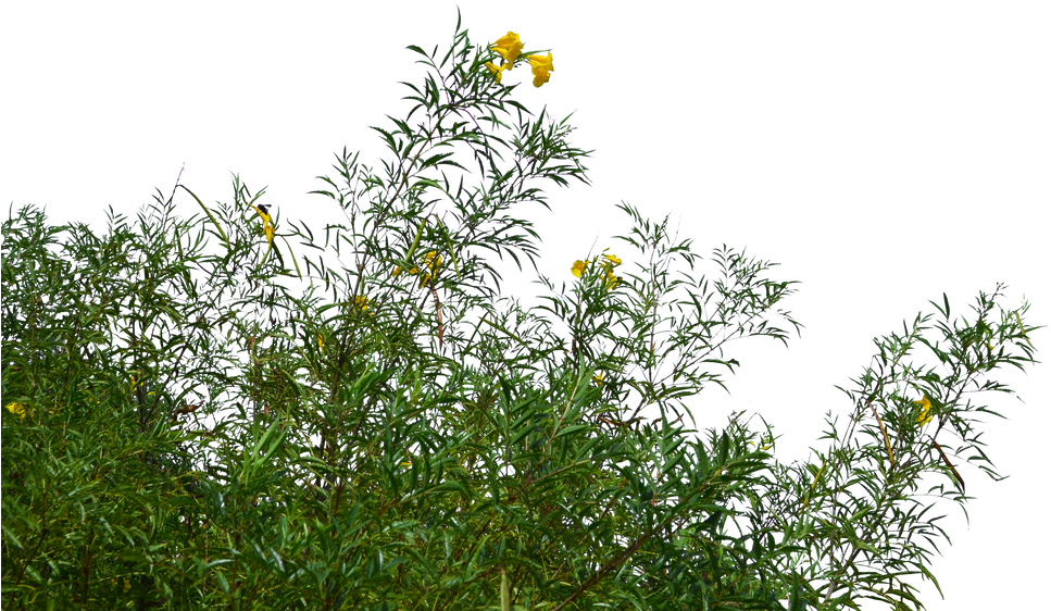 Yellow Flowered Greenery PNG image