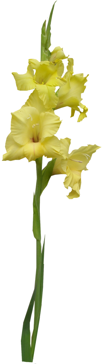 Yellow Gladiolus Flower Stem PNG image