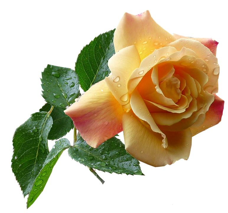 Yellow Gradient Rosewith Dew Drops.png PNG image