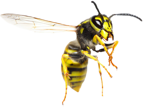 Yellow Jacket Wasp Transparent Background PNG image