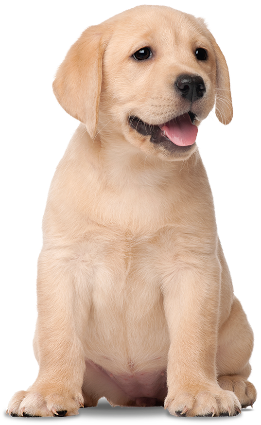 Yellow Labrador Puppy Cute Pose PNG image