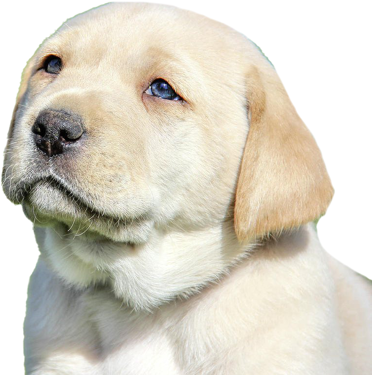Yellow Labrador Puppy Portrait PNG image