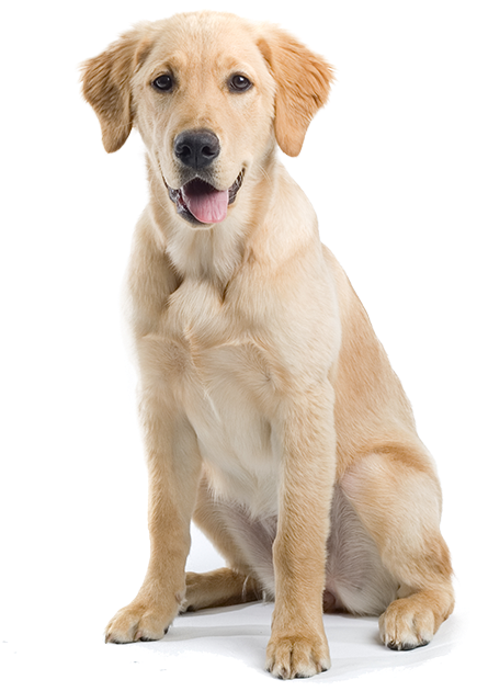 Yellow Labrador Puppy Sitting PNG image