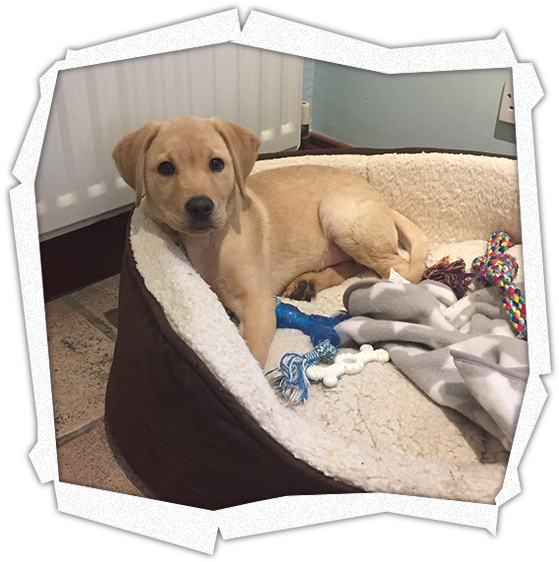 Yellow Labrador Puppyin Bed PNG image