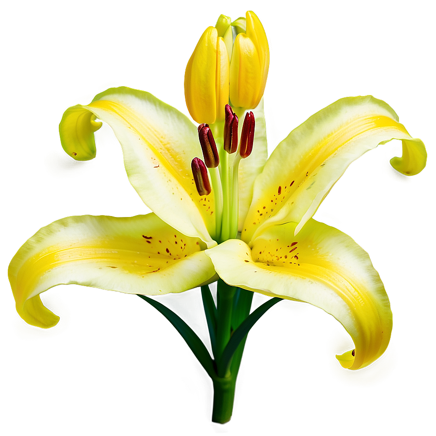 Yellow Lily Flower Png 91 PNG image