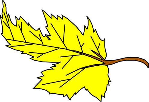 Yellow Maple Leaf Vector Illustration PNG image