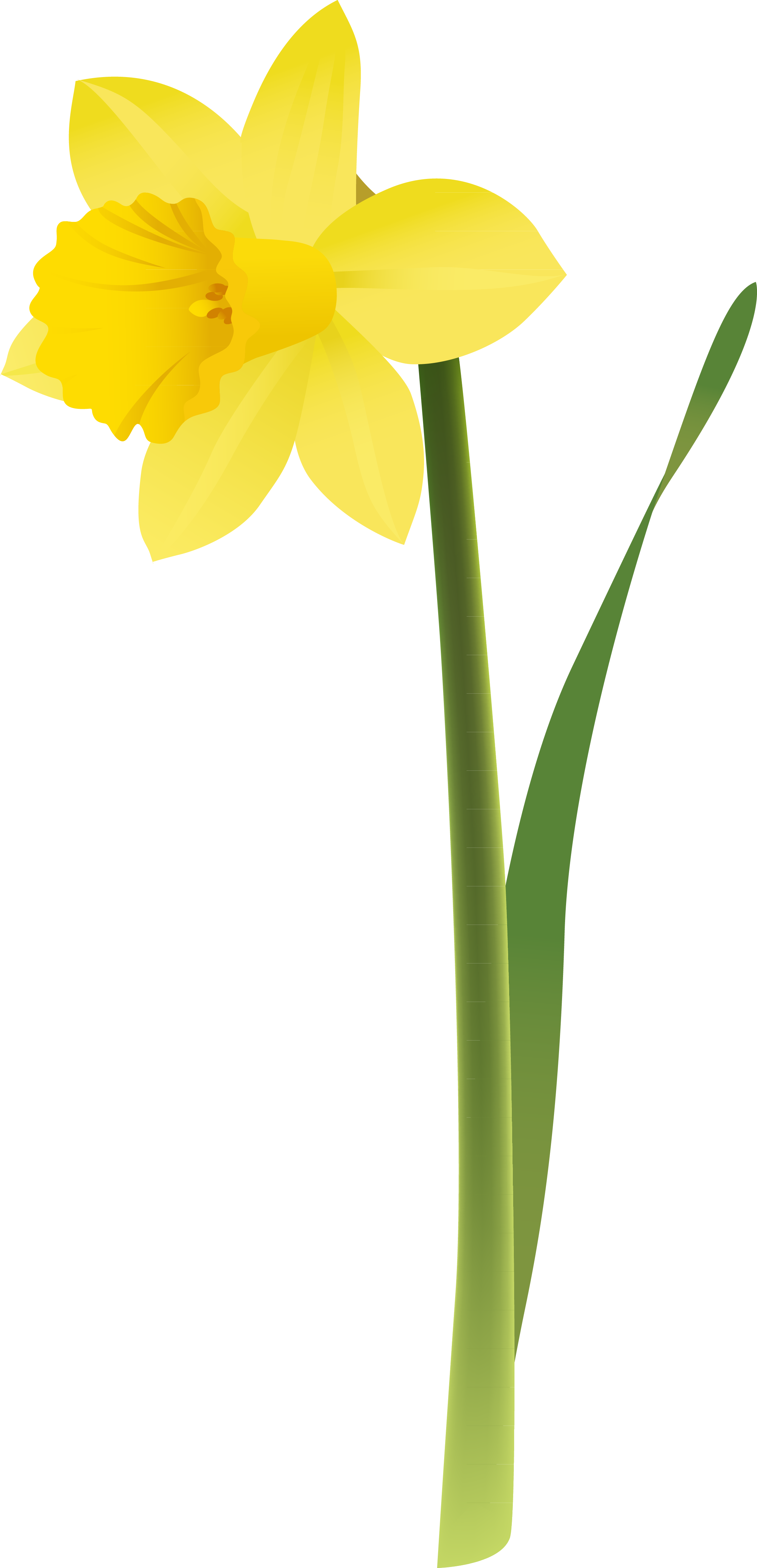 Yellow Narcissus Flower Illustration PNG image