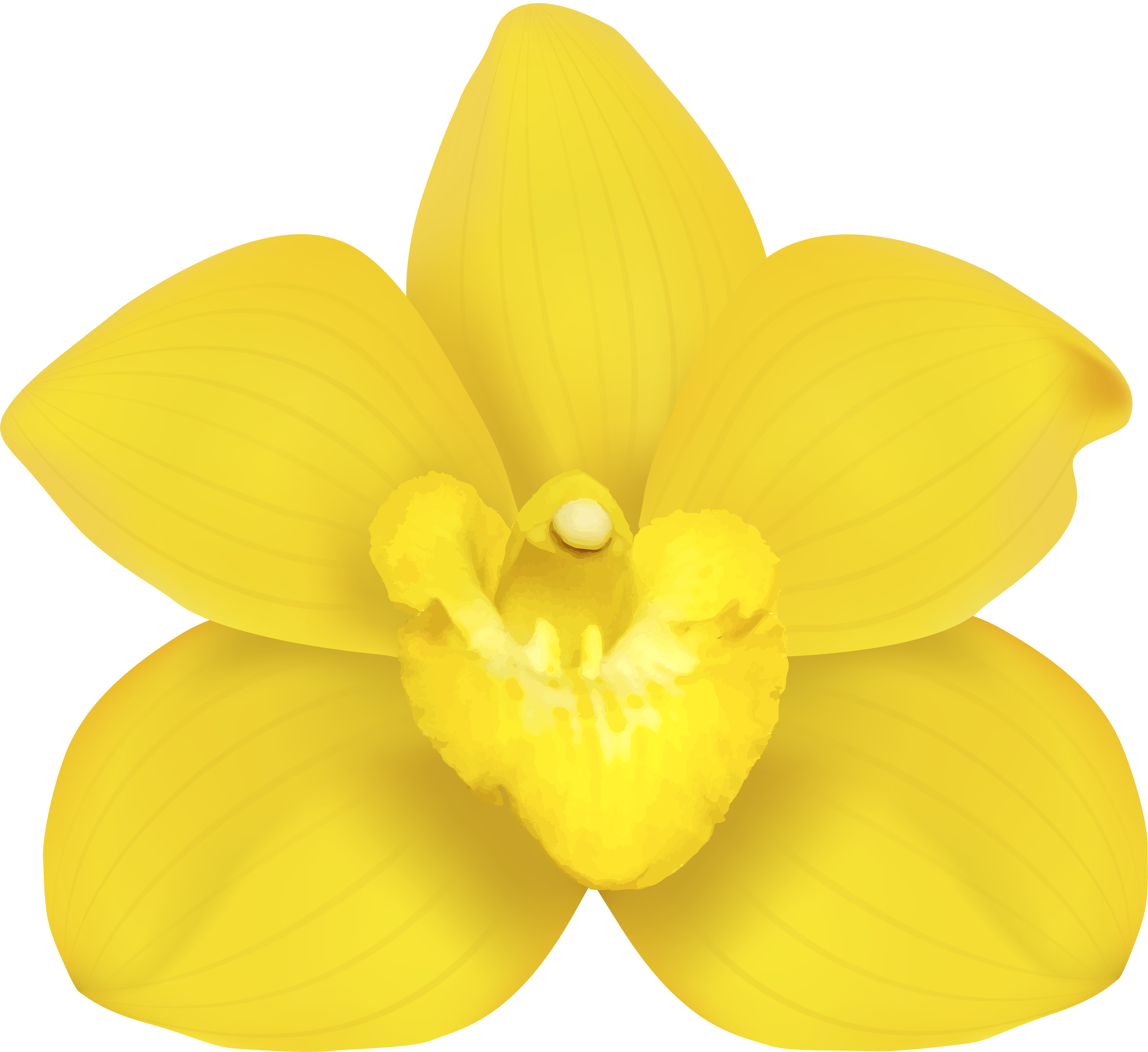 Yellow Narcissus Flower Illustration PNG image